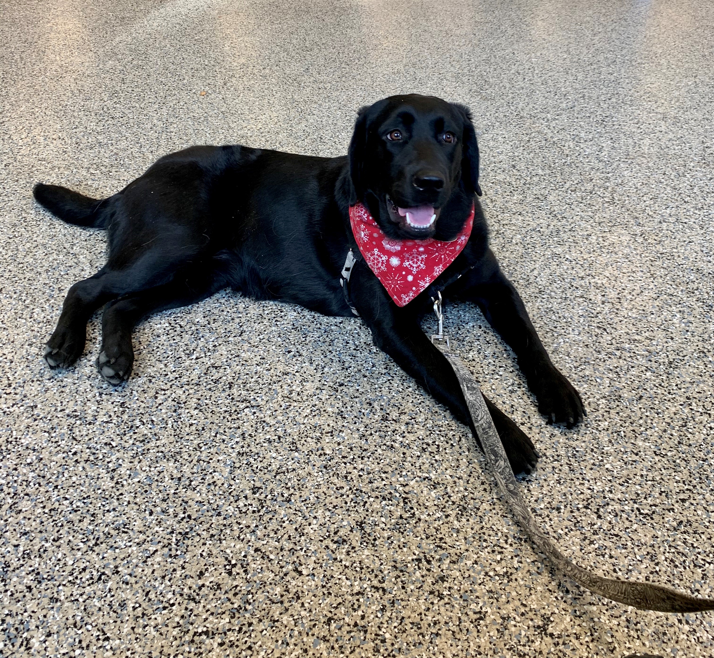 Black Lab laying on the floor