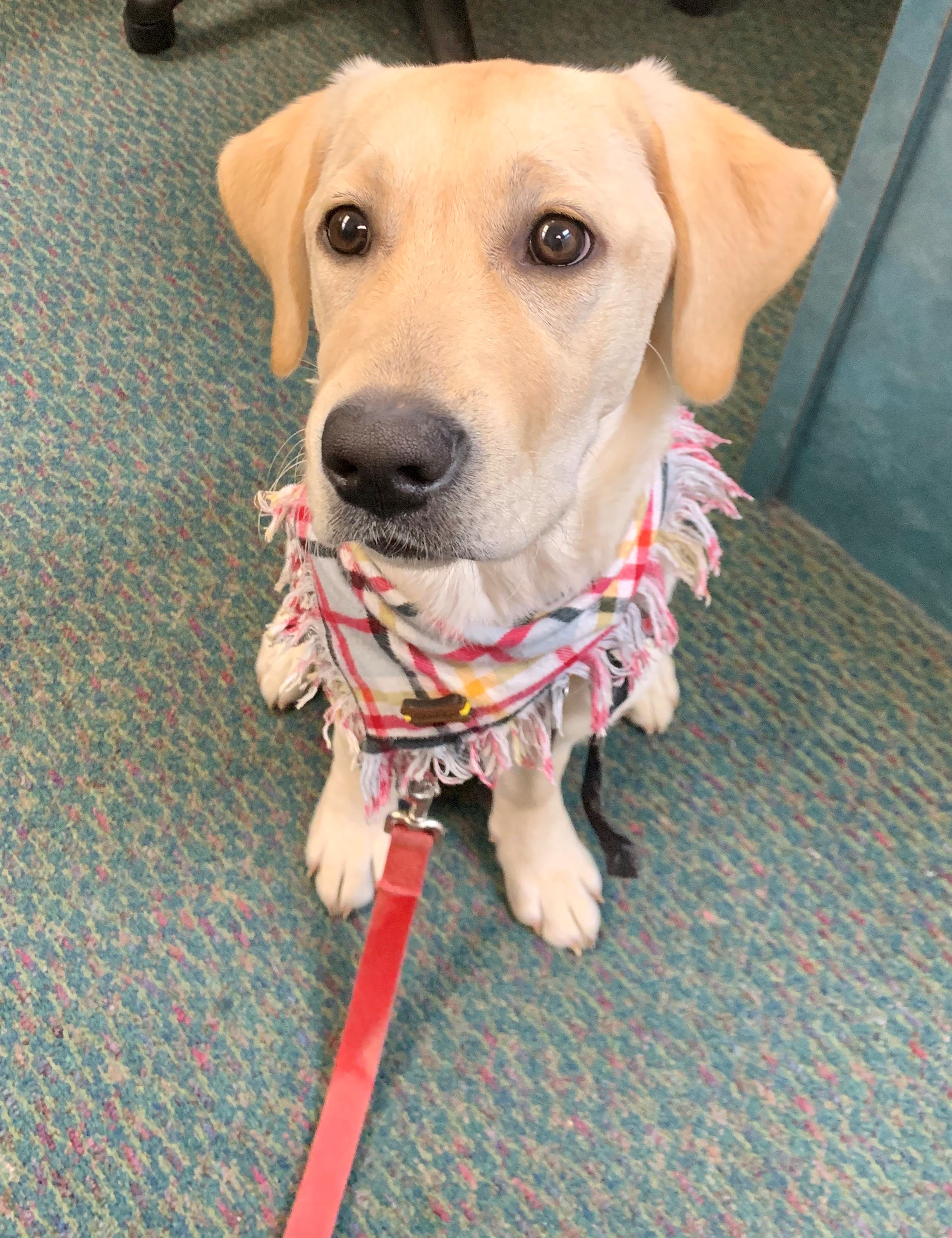 Kewpee the Golden Lab