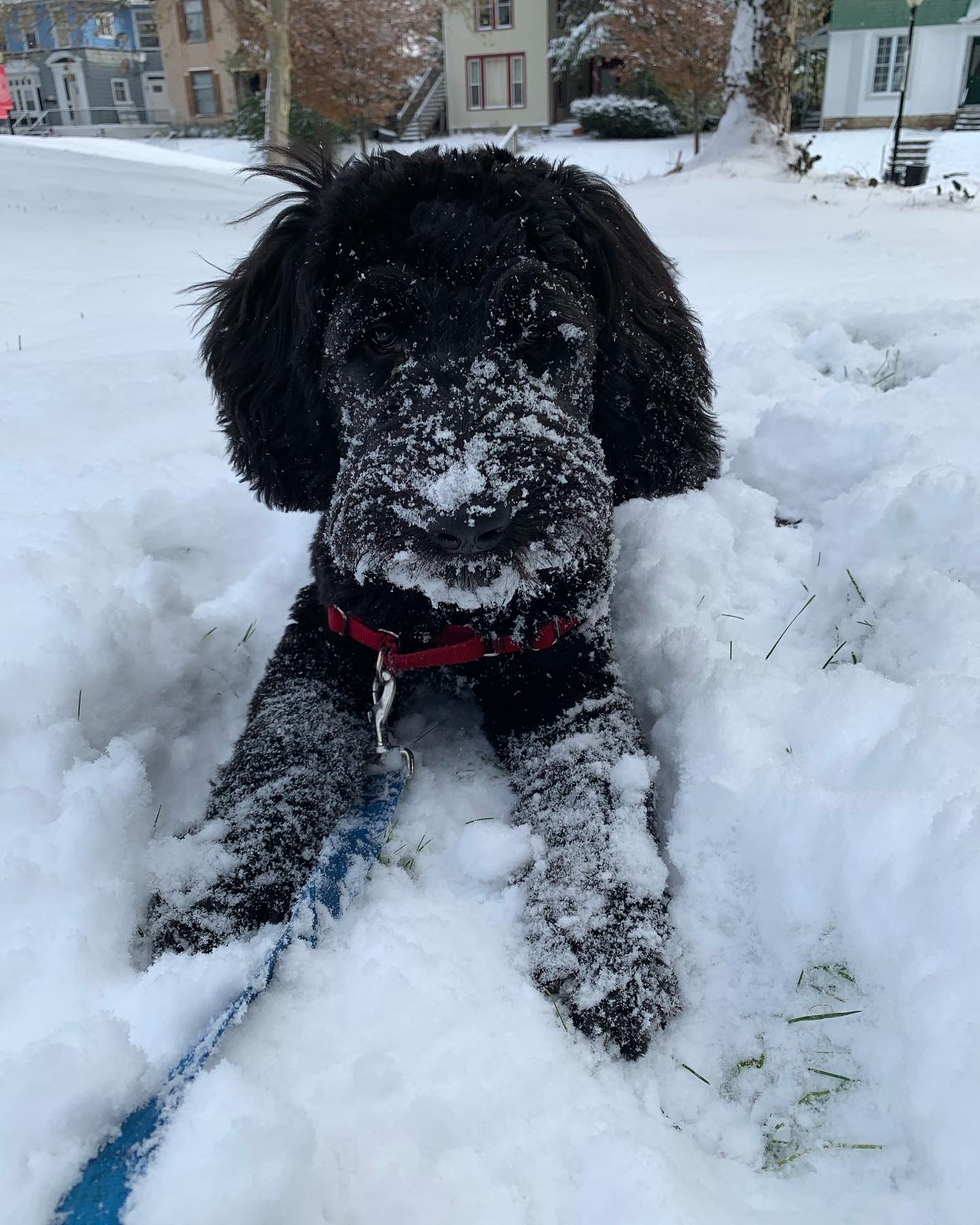 Bean Sprout the Goldendoodle