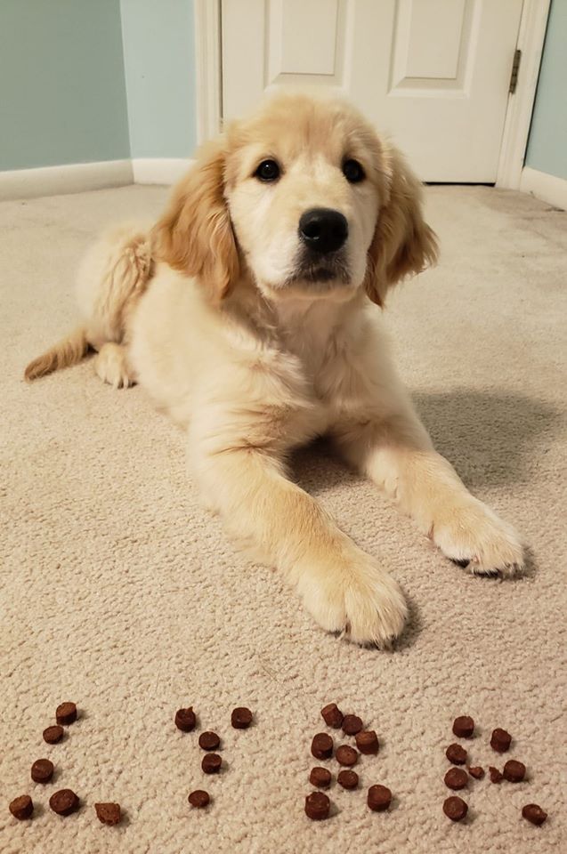 Lyra the Golden Retriever