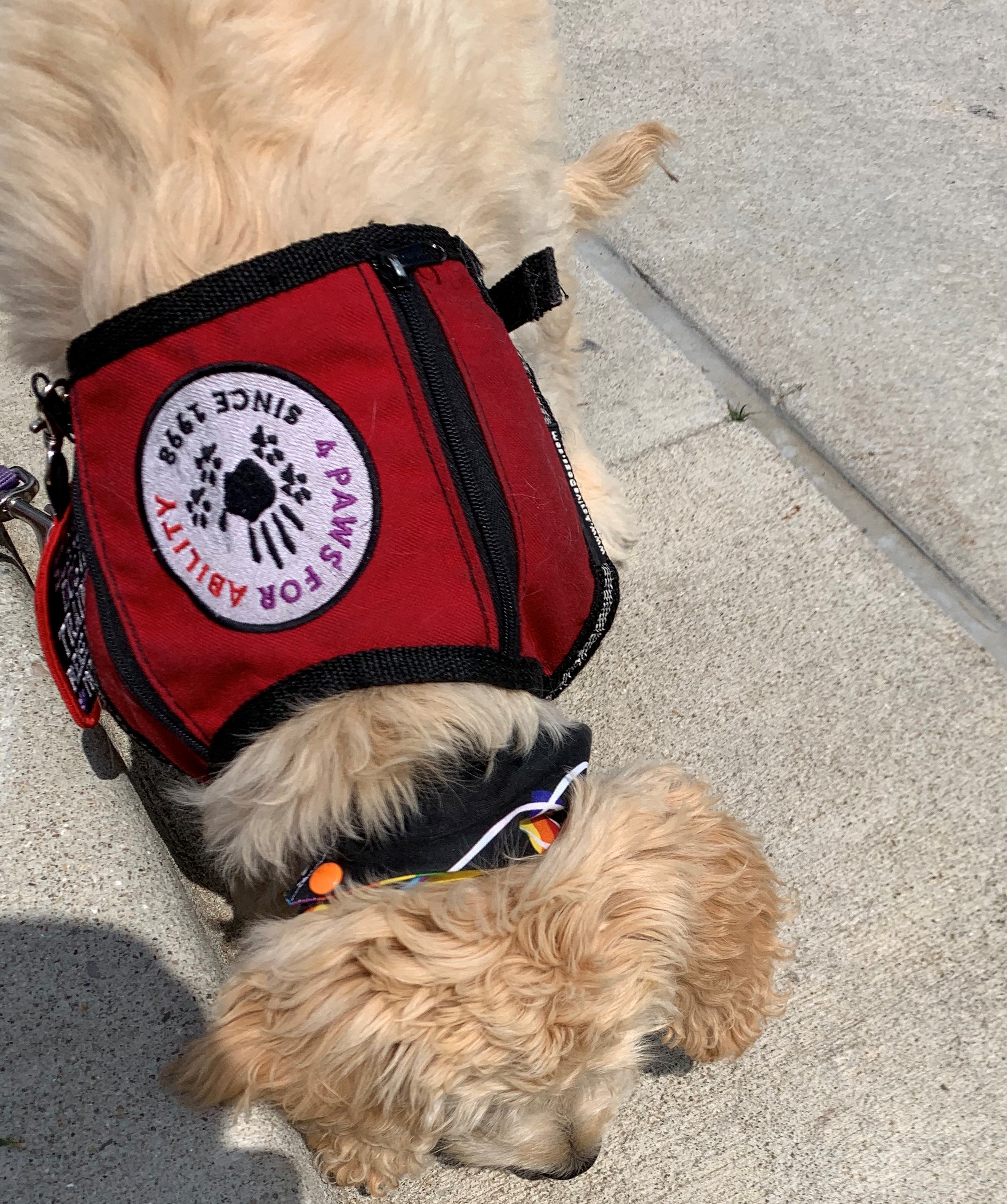 A golden doodle with a service dog vest showing 4 Paw for Ability logo