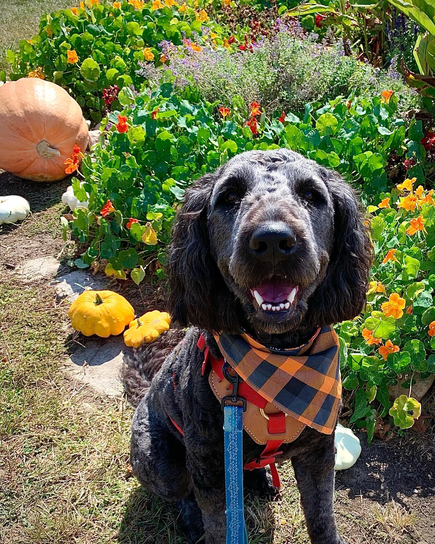 Service dog in training posing for a picture in front of flowers 