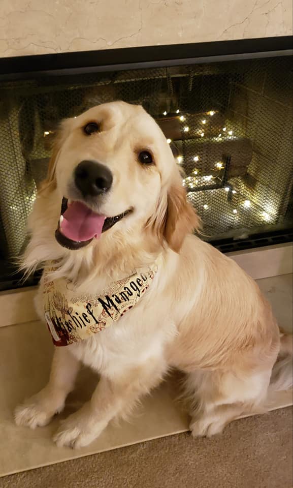 Dog posing for picture in front of fireplace 