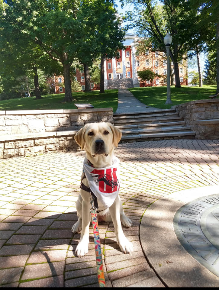 Dog posing for picture on college campus 